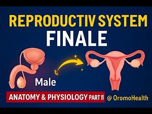 Reproductive System Explained | Male & Female Anatomy | Final A&P Class
