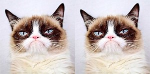 How Did Grumpy Cat Die? New Details On The Tragic Death Of The Feline Internet Sensation