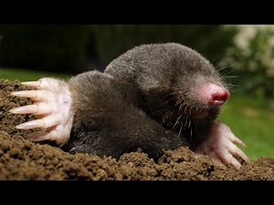 [how to] catch a mole : The easy way with tunnel traps