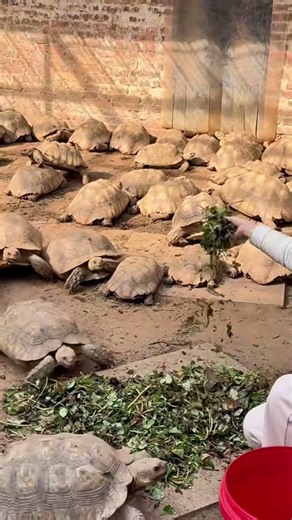 Calm crawl, steady climb 🐢 #TortoiseJourney #KeepGoing #AnimalWorld