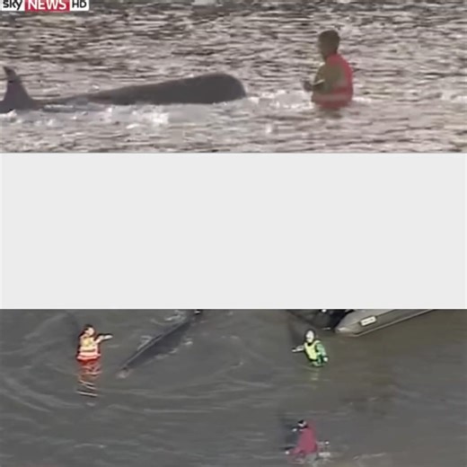 🐋 The Thames Whale: 20 years on⏳ In January 2006, London witnessed something extraordinary - a northern bottlenose whale swimming up the River Thames. What followed was a huge multi-agency welfare response, watched by millions, as teams fought against time, tides and a challenging urban environment to help a distressed young whale. Twenty years later, the Thames Whale remains one of the most memorable and significant marine mammal welfare incidents in the UK. Her case helped redefine whale welf