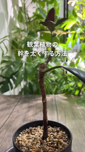 観葉植物の幹を太らせる方法について解説