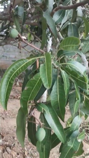 beautiful mango tree #volg #trendingshorts f#fyp #nature #viral
