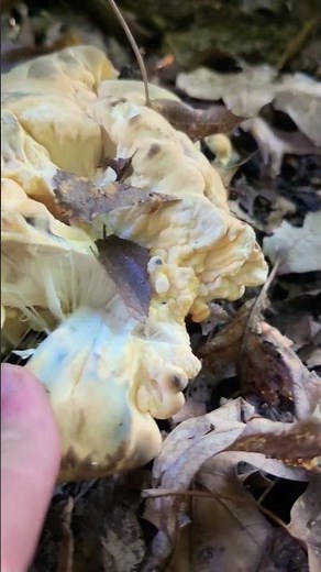 weird mushroom growing under dead oak tree. deformed chicken of the woods ?