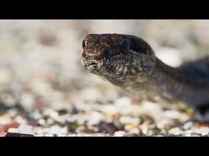 SNAKE VS IGUANA FUNNY HINDI DUBBED