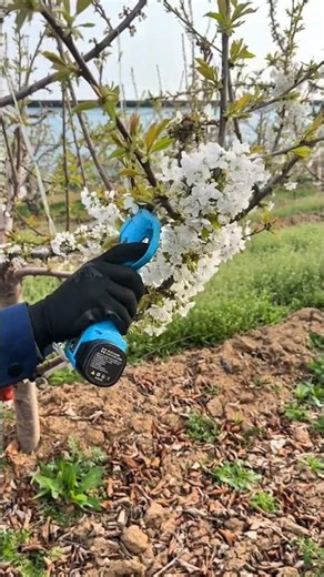 How to pruning cherry 🍒 tree for Better Fruit yield #satisfying #pruning #gardening #shorts