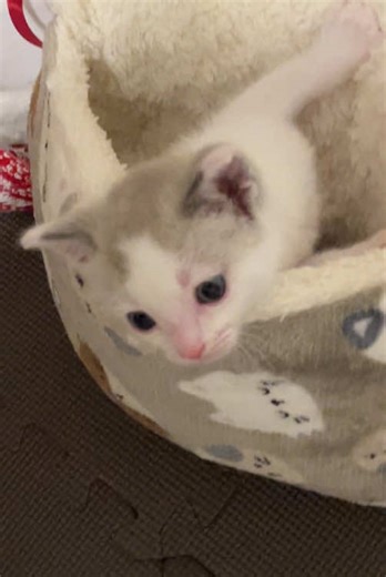 Meet Popo: The Lucky Polydactyl Kitten