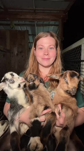 We interrupt our normal programming for this breaking announcement…… Baby goats are cute. That is all #babygoats #goatkids #homestead #cuteanimals #babyanimals