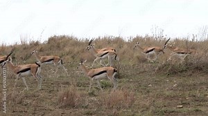Thompson Gazelles running fast from danger, Serengeti National Park, Tanzania, South Africa, 2022