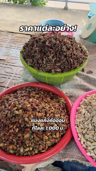 เปิดถาดส่องราคาแมลงพื้นบ้าน ตลาดนัดไทย-ลาว ท่าอุเทน! แมงแคงค้ออ่อน แมงจิหล่อ ตัวต่อ กิโลเท่าไหร่?