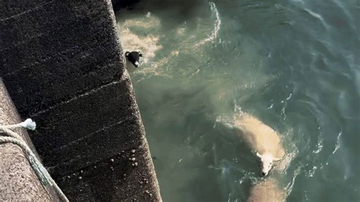 Sheep Leap From Boat and Brave the Waves on Swim to Shore