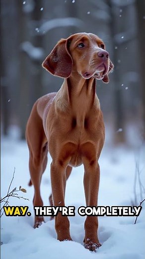 This Is Why Your Vizsla Needs a Coat!