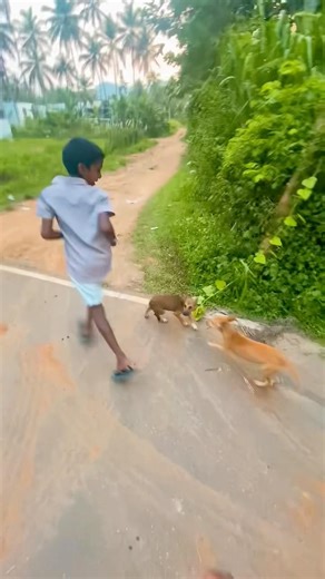 We met the little puppies again!🐶🤍(PART2) #cute #puppies