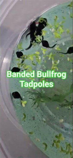 Banded Bullfrog Tadpoles - 15 December 2025