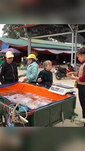 Harvesting Tilapia: From Farm to Market Journey