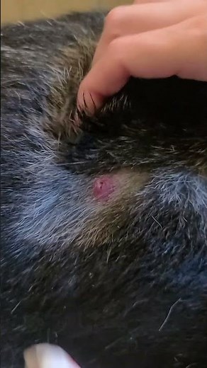 Dog cyst extraction