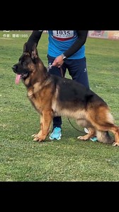 VA2 Athos von JinJiaHe. | German Shepherd Dog in China