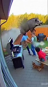 Caught on CCTV Wild Hog Slams Into Fence During Backyard BBQ Chaos!