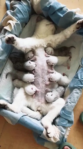 #Breastfeeding #cat #cats #cutepet #cutecat #catsoftiktok #catsvideo #catlover #pet #love #cute #lovecat #foryoupage #foryou #fyp #fy #kitten #kitty