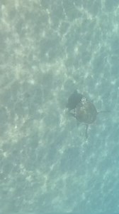 Țestoasă de mare Caretta Caretta din Zakynthos. | Inefabil