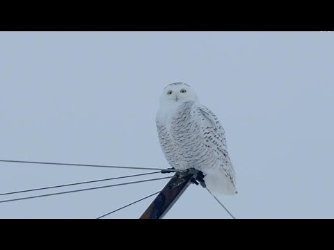 Rare snowy owl sightings in Pennsylvania