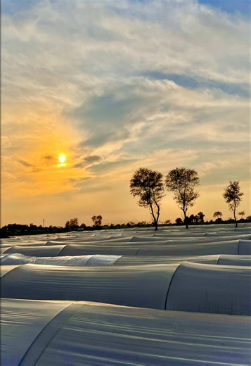 Punjab's Rich Agricultural Heritage