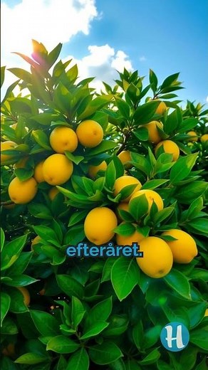 Beskæring af citrontræ