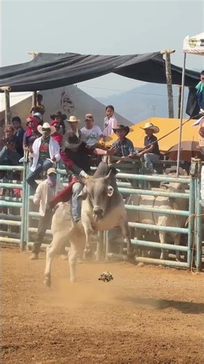 CRAZY BULL RIDE! 🐂