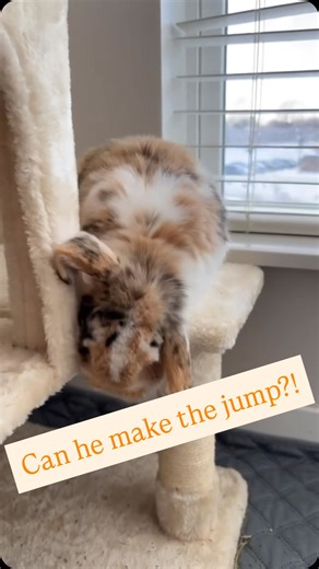 Vladimir and Igor on Instagram: "He’ll do anything for his fans☺️🍓🤗 #funny #funnyreelsvideo #pets #secretlifeofpets #bunnyrabbit #bunny #goofy #bunnylove #cute #mittens #whiskers #sniffing #bigjump #adorable"