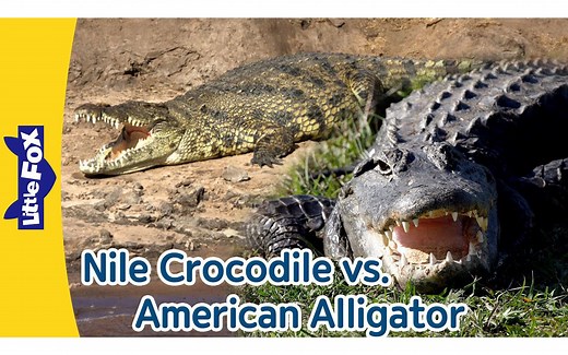 Nile Crocodile vs. American Alligator ｜ Differences between Crocodiles and Allig