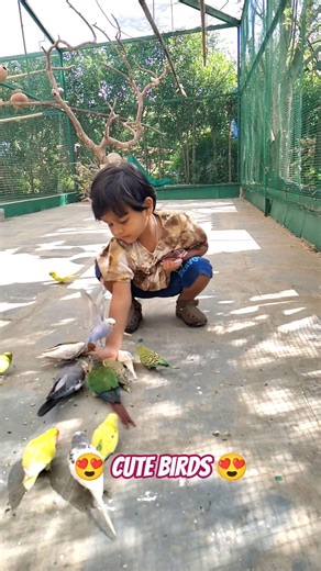 Cute Birds 😍#shorts #shortsfeed #ytshorts #youtubeshorts #birds