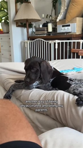 🤣🤣🤣 Follow me @German_Shorthaired._Pointer 📷 Video by ourboyhankgsp (DM for credit or removal/ No copyright intended. All rights are reserved & belong to their respective owners.) #MyGSP #GSPDoggo #GSPPuppy #GSPWhiskers #GSPHome #GSPBuddies #GSPWiggleButt #GSPCutie #GSPTail #GSPHugs #GSPSmile #GSPExplorer #GSPZoomies #GSPMood #GSPSnuggles #GSPCharm #GSPEyes #GSPChill #GSPBestie #GSPHappyDog #GSPHeart #GSPPetLife #GSPPlaytime | German Shorthaired Pointer