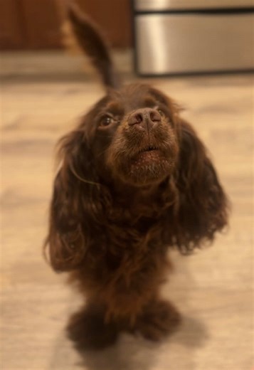 Playful Cocker Spaniel Asks for Fun Time