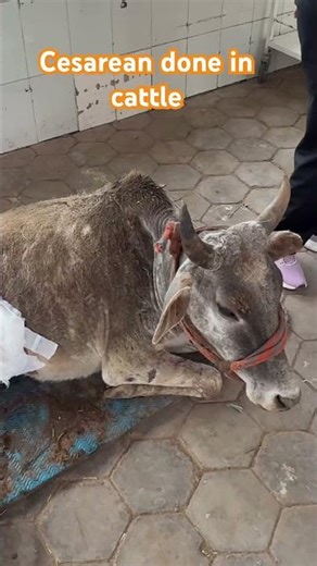 C section in Cattle
