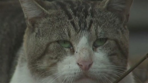 Cancer treatment tested in cats may show promise for humans