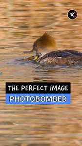 Photographers, you might relate to this! This female Hooded Merganser was busy catching crawdads on the far side of the pond. She finally came closer, and then... #canadagoose #funnybirds #birdingbyear | Birding By Ear