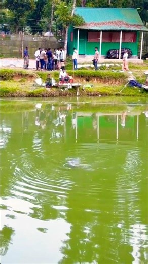 Catching Fish Using Big Drag Net in River Water #Shorts