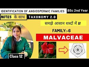 Malvaceae Family 🌼|| Floral diagram and formulas || Taxonomy || Economic importance
