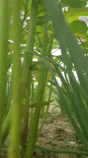 Best Crops to Plant for Easy Growth and Quick Money 💰 #farming