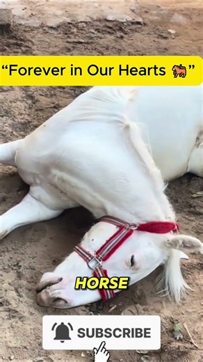 Saying Goodbye to Our Beloved Horse 💔 | A Loyal Friend’s Last Journey...