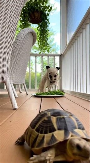 Animals Freaking Out From Scary Masks #shortvideo #funny