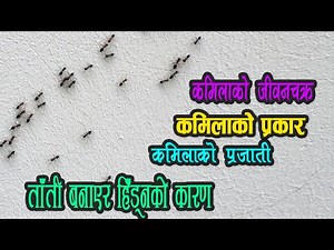 The Reason Behind Ants Moving in a Line and the Complete Life Cycle of Ants