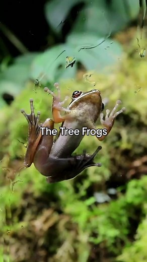 Introducing Tree Frogs: Vibrant Rainforest Residents