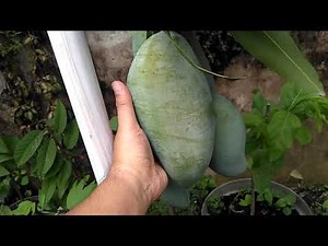 WOW !!! The Biggest Mango In The World | Kiojay Mango 1,5 Kg