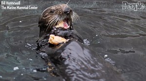 These Adorable Otters Want You to Celebrate Sea Otter Awareness Week