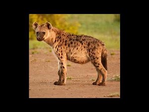 Hyena Howling