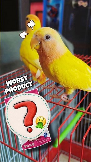 Food For Budgies And Love Birds 😝❌ #birds #breedingpair #parrot #budgies #lovebirds