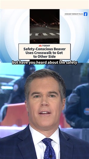 Beaver Follows Pedestrian Laws in Evesham Township