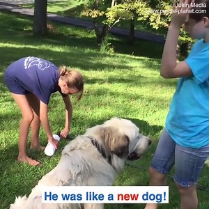 1.6K views · 15 reactions | Family rescues abandoned dog❤❤❤ | Funny Videos | Facebook