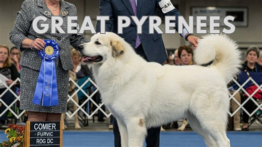 These Great Pyrenees will make your jaw drop!
